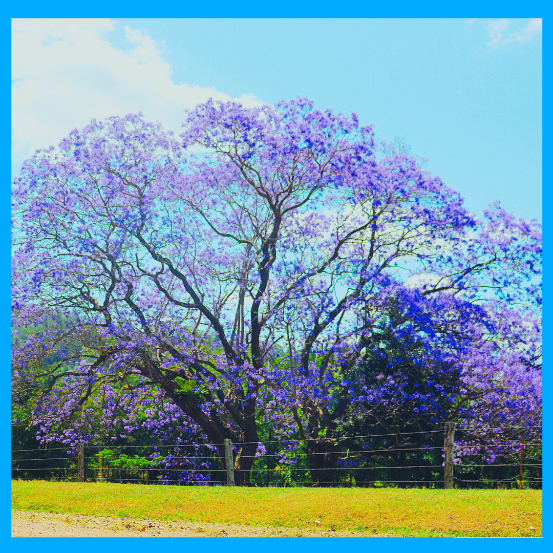 Beautiful Jacaranda tree with purple blossoms in a field